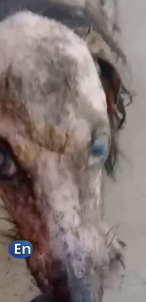 Part2 Animals Rescue #dogrescue #rescuedog #dogsofttiktok #foryoupage #foryou #dogs