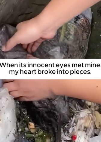 Helpless Puppy Abandoned in a Trash Can_part2