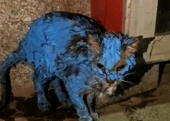 I found a stray cat covered in paint all over its body. It walked toward me_part2