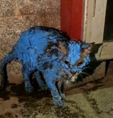 I found a stray cat covered in paint all over its body. It walked toward me_part2