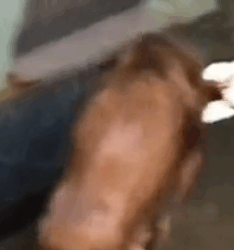 parte 488 rescue of a dog abandoned in the middle of the street with serious problems❤️_part2