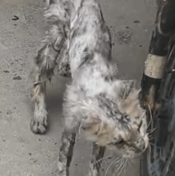 Rescue a cat with severe skin disease and then #rescue #animals #fyp #animal_part2