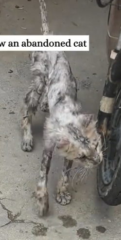 Rescue a cat with severe skin disease and then #rescue #animals #fyp #animal_part2
