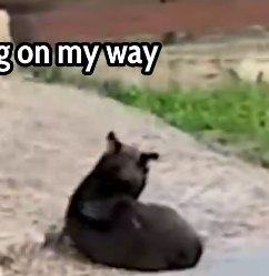 Her Puppies Didn’t Survive… But Watch What Happened Next 🐾💔_part2