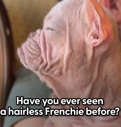 Part2.Animals Rescue #dogrescue #rescuedog #dogsofttiktok #foryoupage #foryou #dogs