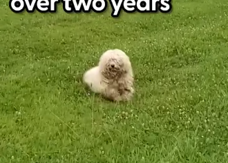 Matted Dog On The Run For Over Two Years Gets Rescued_part2