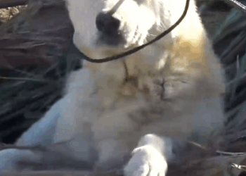 Guy Promises Himself Not To Adopt Again Until…_part2