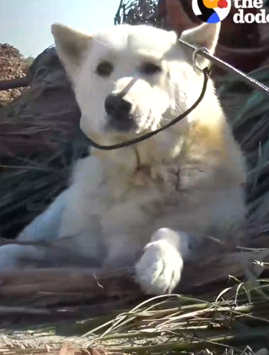 Guy Promises Himself Not To Adopt Again Until…_part2