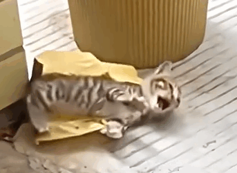 Part2.Animals Rescue #dogrescue #rescuedog #dogsofttiktok #foryoupage #foryou #dogs