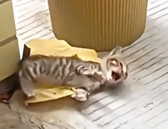 Part2.Animals Rescue #dogrescue #rescuedog #dogsofttiktok #foryoupage #foryou #dogs