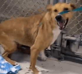 Part2 .Animals Rescue #dogrescue #rescuedog #dogsofttiktok #foryoupage #foryou #dogs