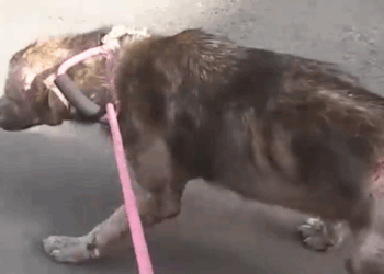 Rescue of dog with mange_part2