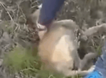 Just rescued these two angels right here😔_part2