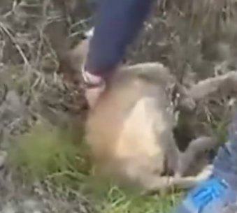 Just rescued these two angels right here😔_part2