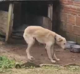 Part2 Animals Rescue #dogrescue #rescuedog #dogsofttiktok #foryoupage #foryou #dogs