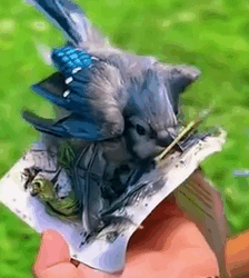 Bird Rescued From a Sticky Paper 😱❤_part2