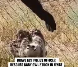 Brave act of police officer rescues baby owl from Fence 🦉_part2