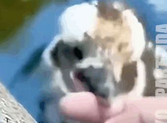 a women rescued a laughing kookaburra._part2