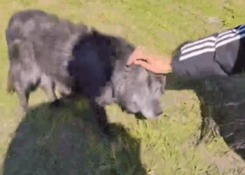 Part2 Animals Rescue #dogrescue #rescuedog #dogsofttiktok #foryoupage #foryou #dogs