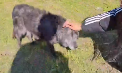 Part2 Animals Rescue #dogrescue #rescuedog #dogsofttiktok #foryoupage #foryou #dogs