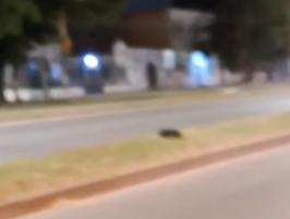 Part2 Animals Rescue #dogrescue #rescuedog #dogsofttiktok #foryoupage #foryou #dogs