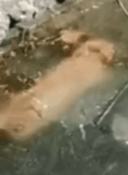 Rescue a cat trapped under the ice surface and then_part2