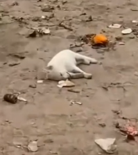 In the vestage rescue four puppies unconscious condition #fbyシvideo #dog #rescuedog_part2