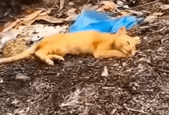 Rescue a cat in the vestage side_part2