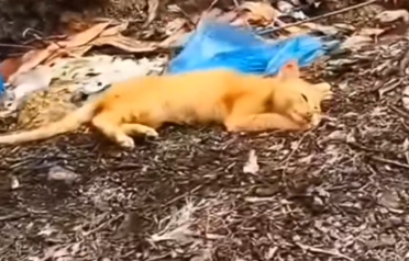 Rescue a cat in the vestage side_part2