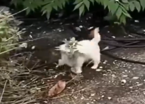 Rescu white puppy on the street_part2