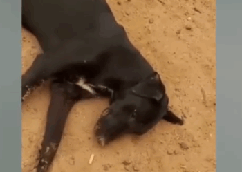 Part2 Animals Rescue #dogrescue #rescuedog #dogsofttiktok #foryoupage #foryou #dogs