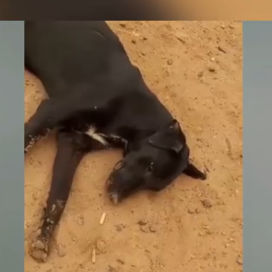 Part2 Animals Rescue #dogrescue #rescuedog #dogsofttiktok #foryoupage #foryou #dogs