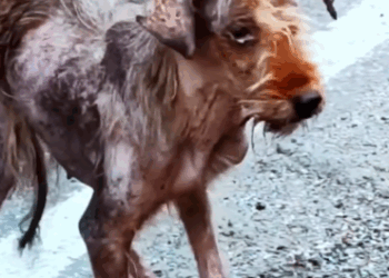 Part2 Animals Rescue #dogrescue #rescuedog #dogsofttiktok #foryoupage #foryou #dogs