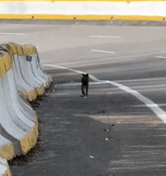 Part2 Animals Rescue #dogrescue #rescuedog #dogsofttiktok #foryoupage #foryou #dogs