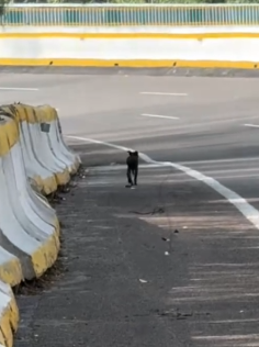 Part2 Animals Rescue #dogrescue #rescuedog #dogsofttiktok #foryoupage #foryou #dogs