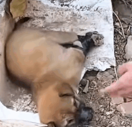 I held its body as the life faded away_part2