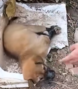 I held its body as the life faded away_part2