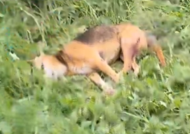 Part2 Animals Rescue #dogrescue #rescuedog #dogsofttiktok #foryoupage #foryou #dogs