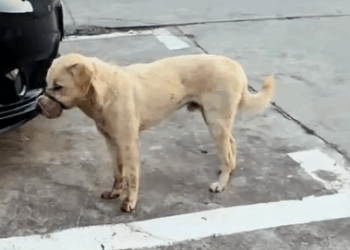 I found a stray dog with its mouth tightly bound by wire,and then_part2