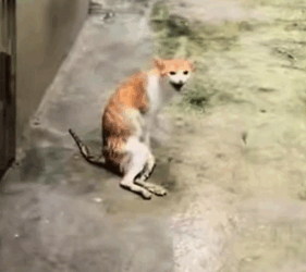 I found a stray cat that was injured.It was seriously injured.I took it to the hospital,_part2