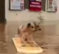 parte 491 Rescue dogs in the midst of a flood we are doing impossible to save animals in difficulty❤️_part2