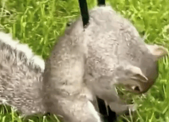Rescue a squirrel stuck in her garden #rescue #animal #animalsoftiktok #rescueanimals_part2