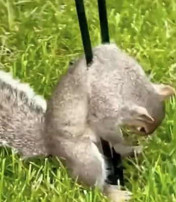 Rescue a squirrel stuck in her garden #rescue #animal #animalsoftiktok #rescueanimals_part2