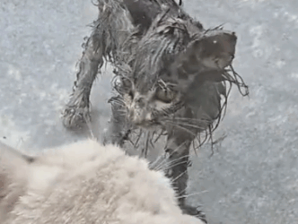 Rescue a kitten that is covered all over with oil and then #rescue #animals_part2