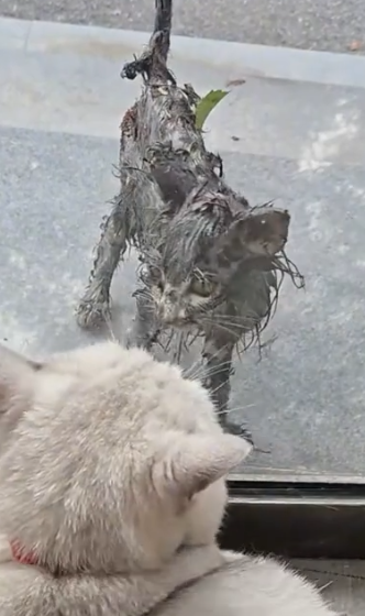 Rescue a kitten that is covered all over with oil and then #rescue #animals_part2