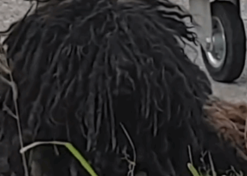 Part2.Animals Rescue #dogrescue #rescuedog #dogsofttiktok #foryoupage #foryou #dogs