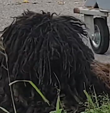 Part2.Animals Rescue #dogrescue #rescuedog #dogsofttiktok #foryoupage #foryou #dogs