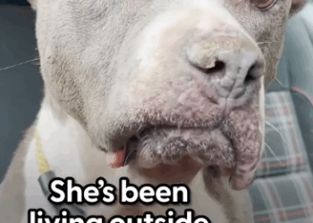 Pittie Who Lived Outside For 15 Years Ages Backwards_part2