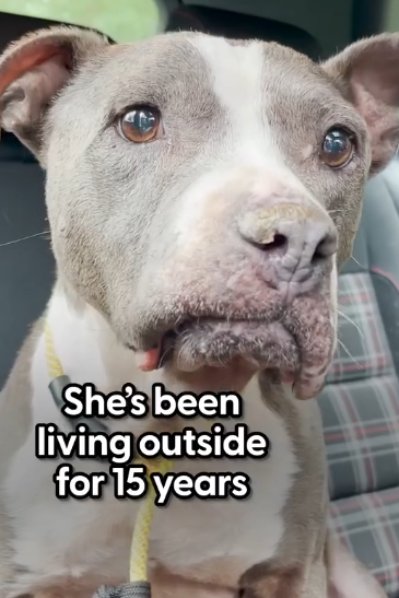Pittie Who Lived Outside For 15 Years Ages Backwards_part2