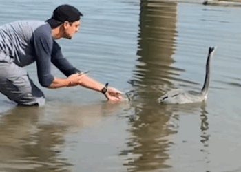 Guy Rescues Screeching Blue Heron Tangled Up In Fishing Line_part2